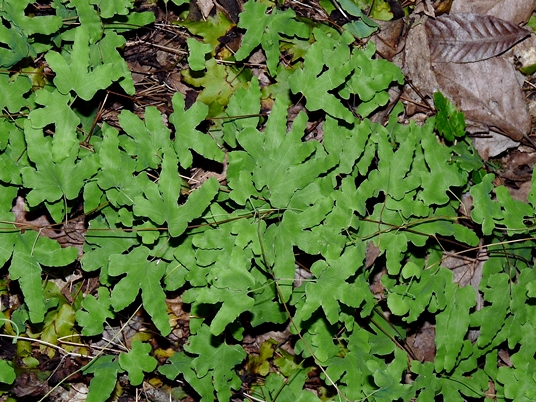 {Lygodium palmatum}